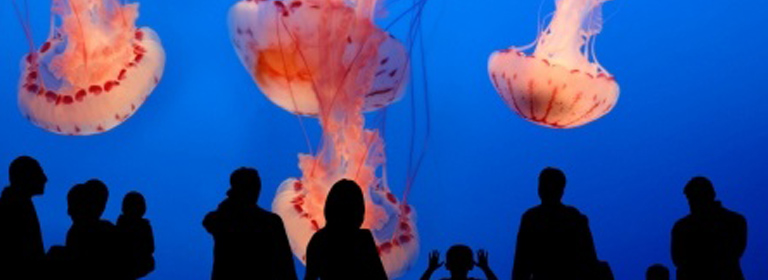 aquarium